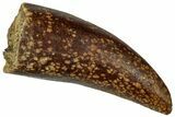 Serrated, Fossil Tyrannosaur (Nanotyrannus?) Tooth - Wyoming #323975-1